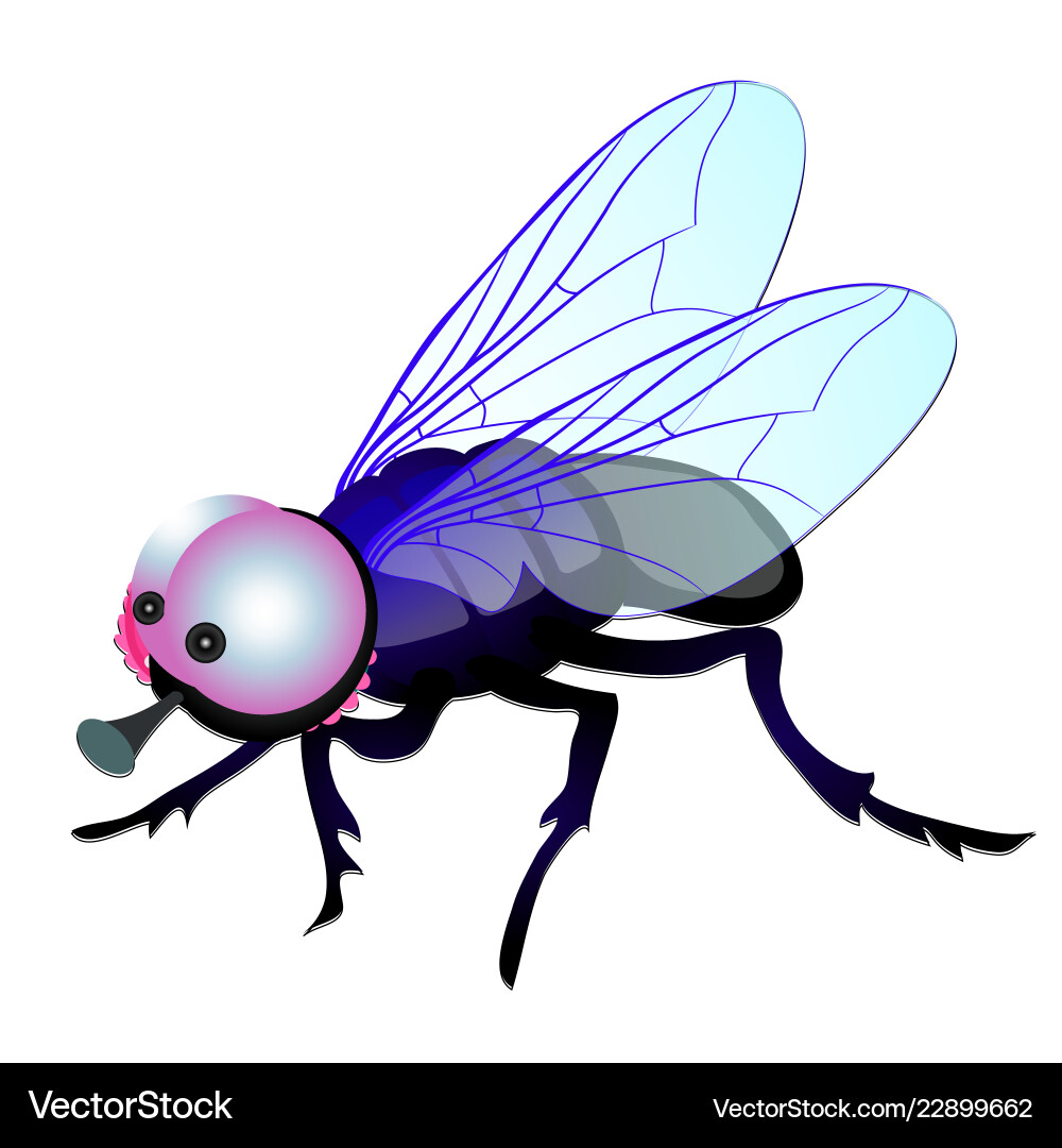 Funny fly with big eyes isolated on white Funny fly with big eyes isolated on white vector image