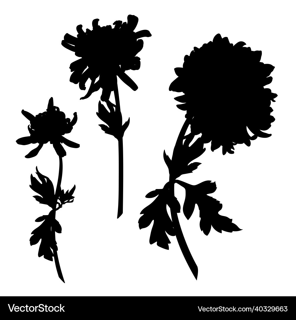 Chrysanthemum silhouette by hand drawing vector image