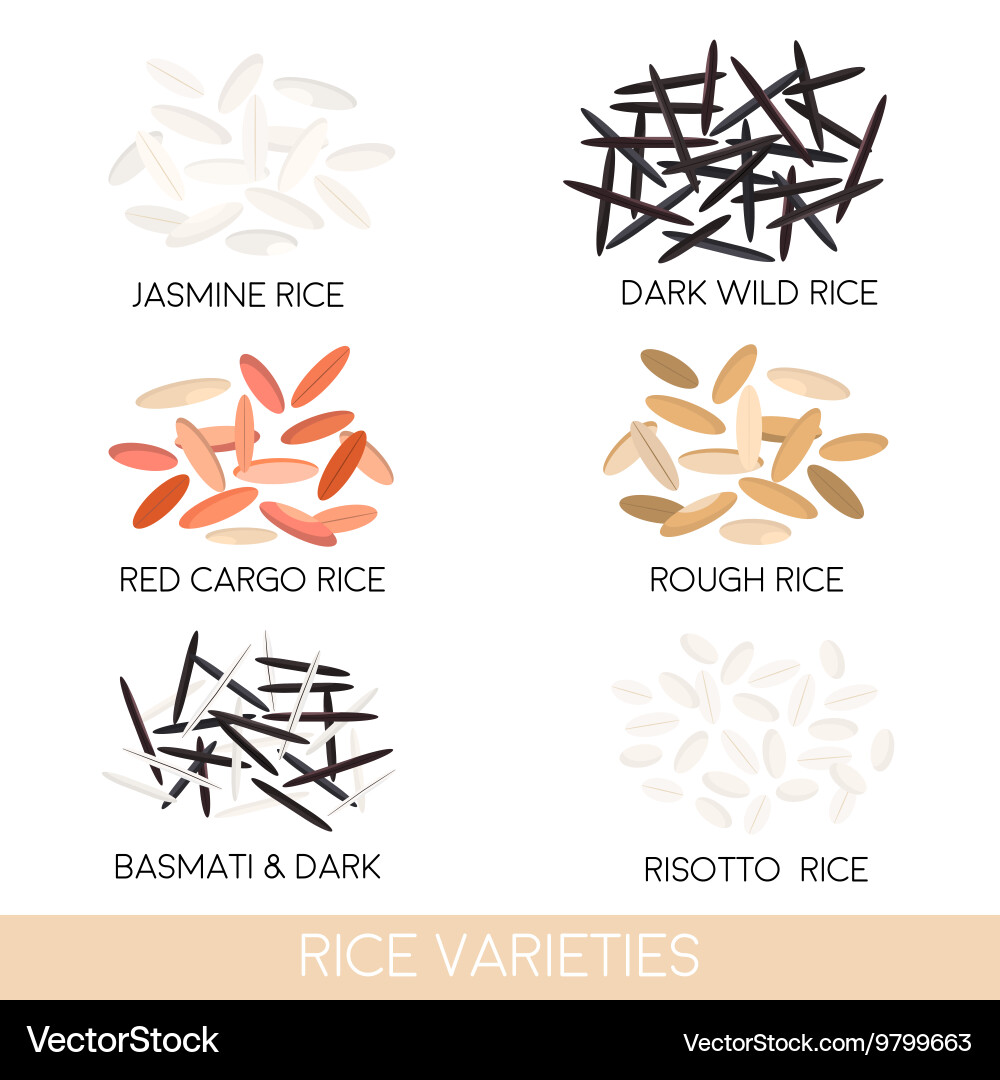 Rice varieties Royalty Free Vector Image - VectorStock