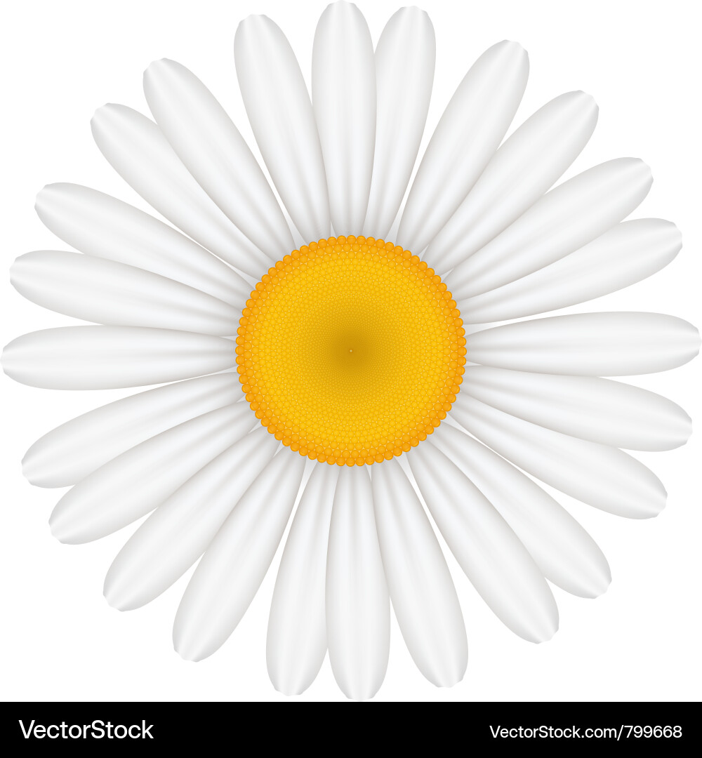 Chamomile Flower Close-Up Vector Image
