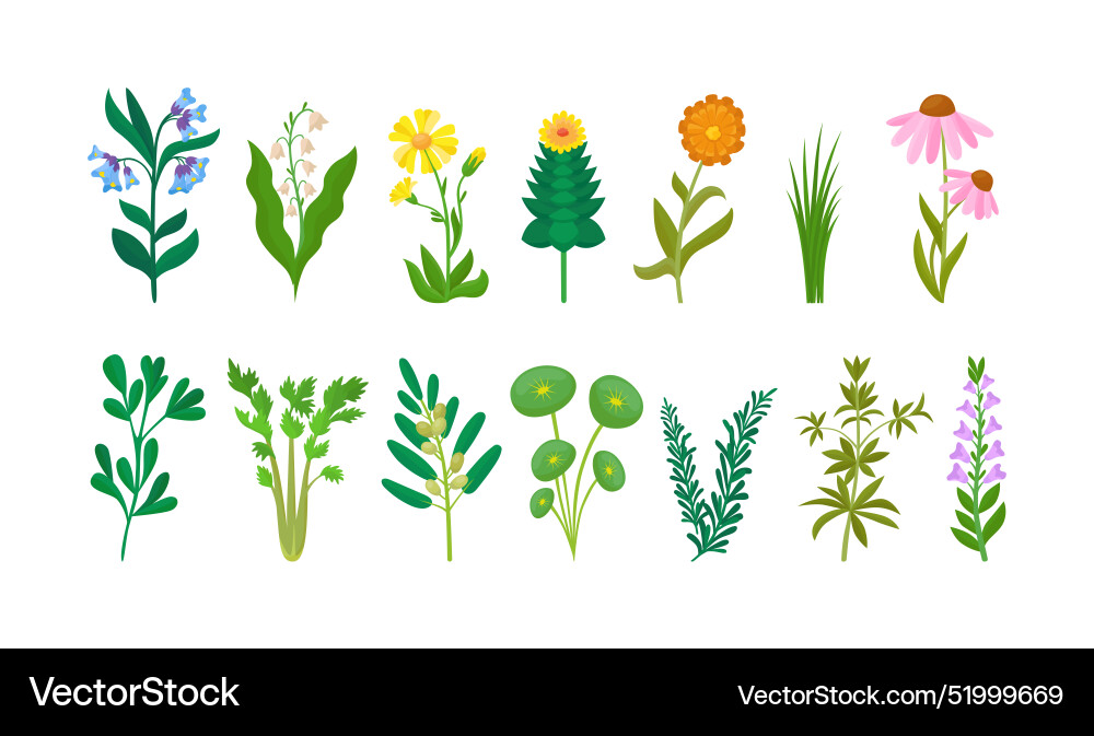 Cartoon medical plants thyme calendula parsley Cartoon medical plants thyme calendula parsley vector image