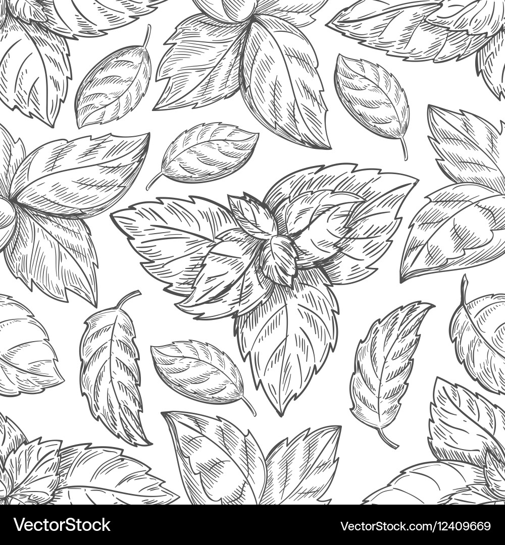 Mint Leaf Pattern - Botanical Sketch vector image