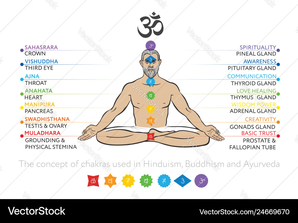 Chakras System des menschlichen Körpers Chakras System des menschlichen Körpers vektorbild