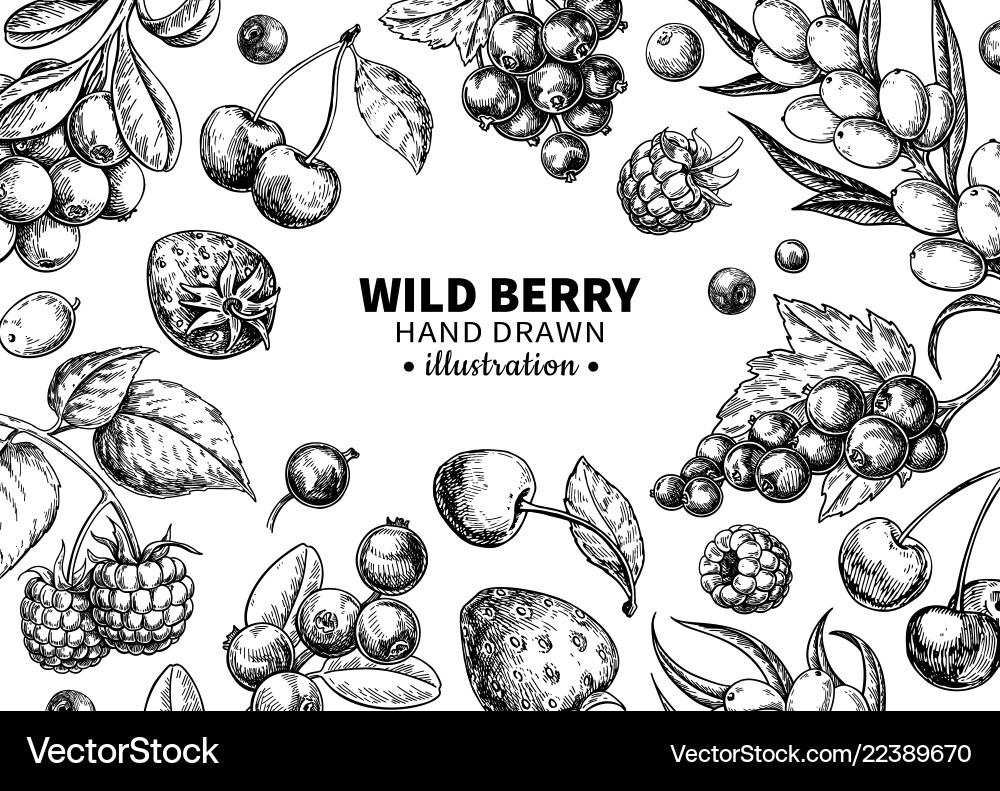 Wild Berries Hand Drawn Vintage Vector Image