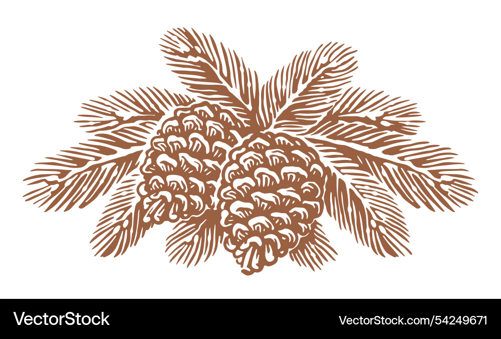 Pine tree spruce branch with cones sketch vector image