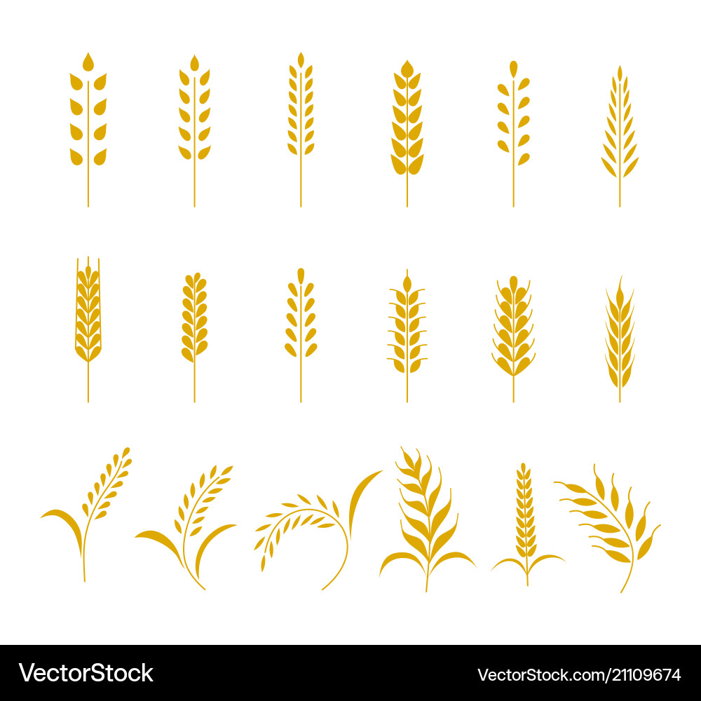 Set of simple wheats ears icons and grain design Set of simple wheats ears icons and grain design vector image