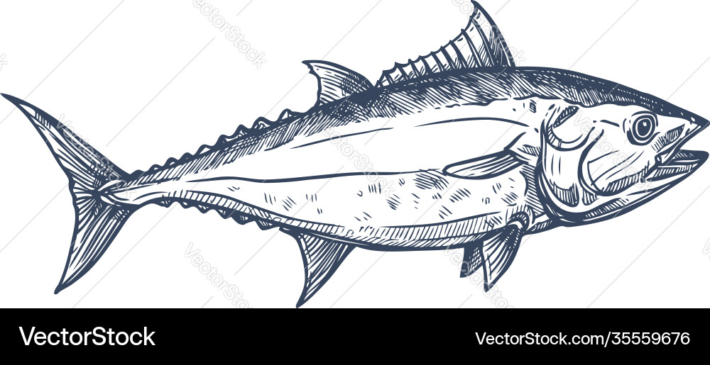 Bluefin tuna blackfin longtail fish isolate sketch Bluefin tuna blackfin longtail fish isolate sketch vector image