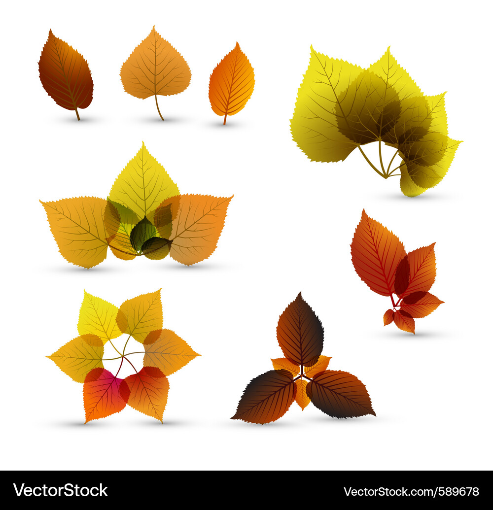 Autumn Leaf Collection Vector Image