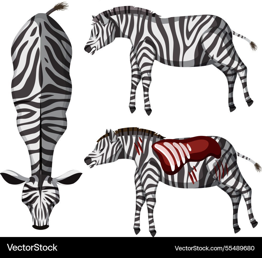 Detailed zebra anatomy with unique stripe patterns Detailed zebra anatomy with unique stripe patterns vector image