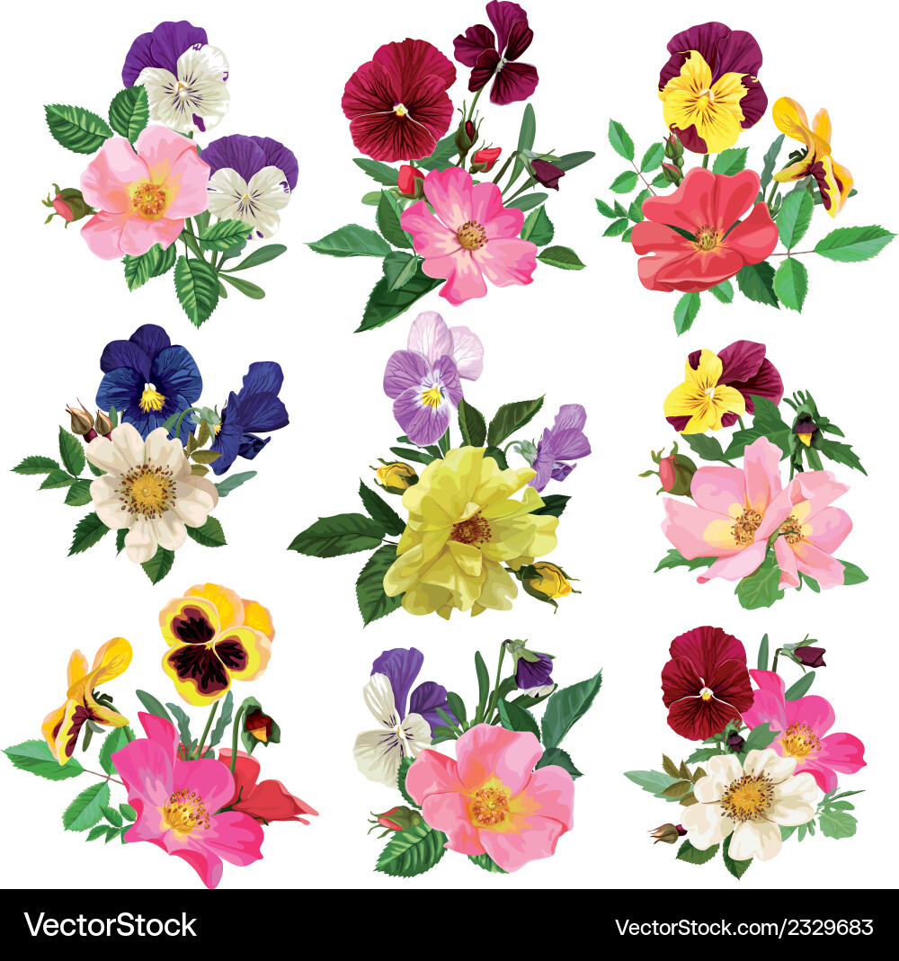 Pansies and Wild Roses Bouquet Vector Image