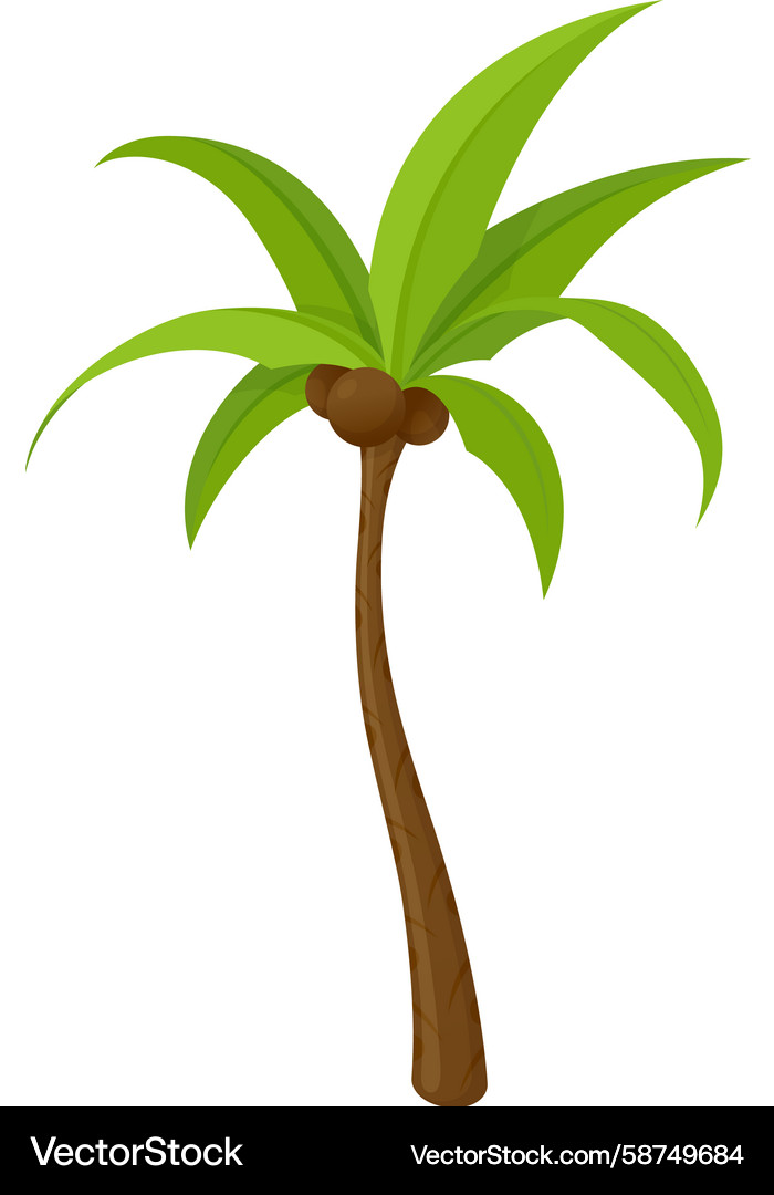 Tropical Palm Tree with Coconuts Vector Image