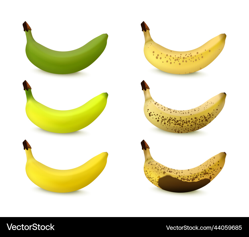 Banana ripening stages vector image