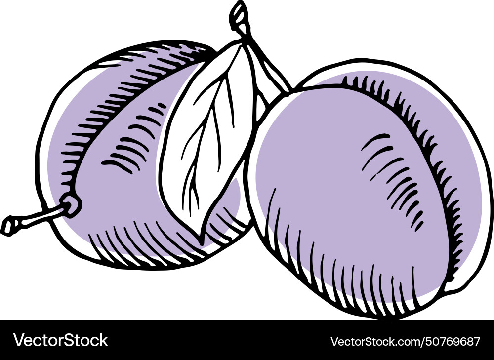 Plum color sketch garden summer fresh fruit Vector Image