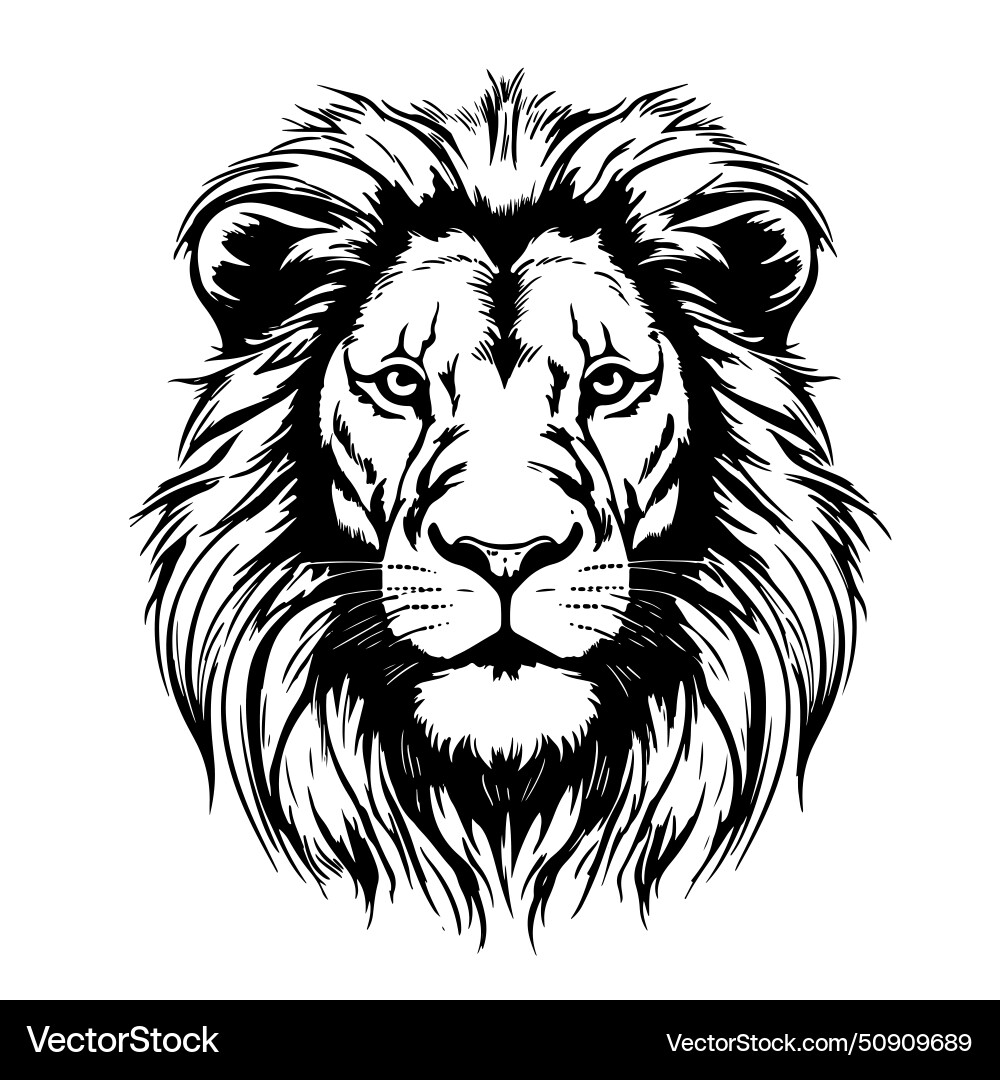 Lion sketchy graphical black and white portrait Lion sketchy graphical black and white portrait vector image