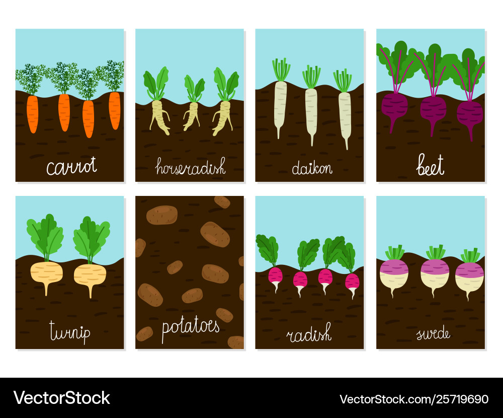 Roots vegetables garden growing cards Roots vegetables garden growing cards vector image