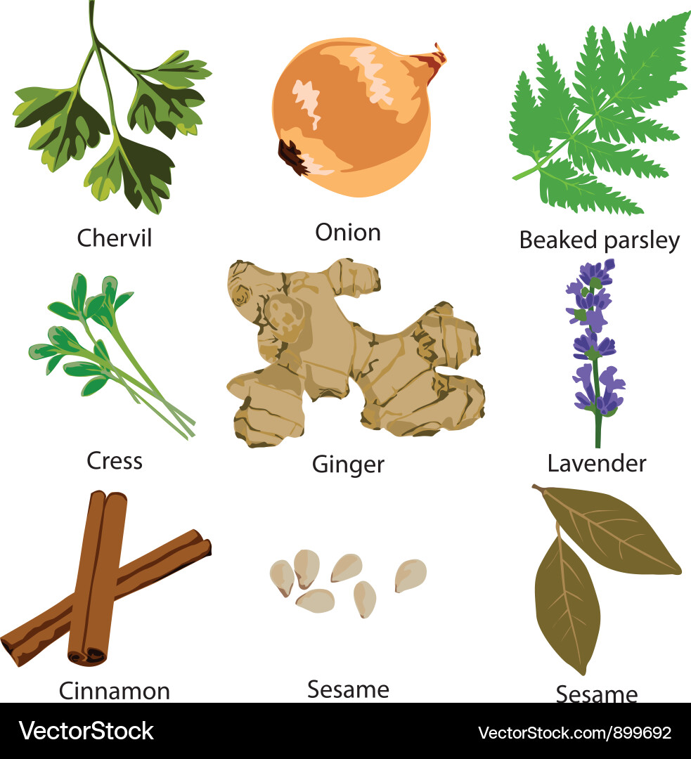 Assorted Spice Collection Vector Image