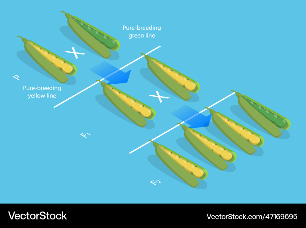 3d isometric flat conceptual Royalty Free Vector Image