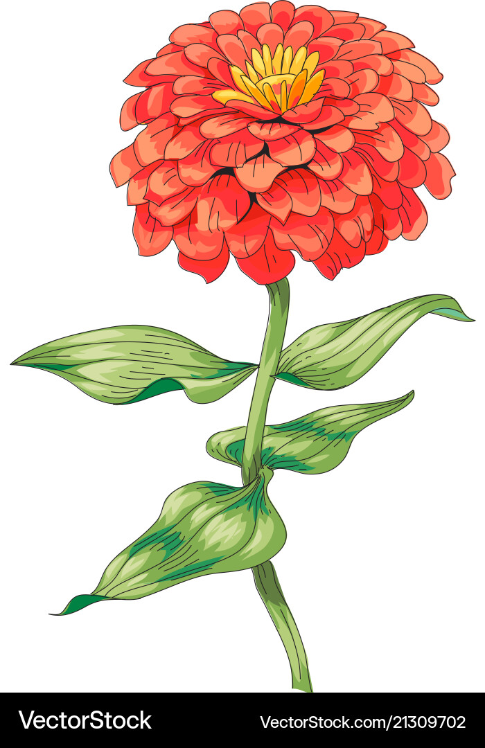 Beautiful red flower zinnia isolated on white Beautiful red flower zinnia isolated on white vector image