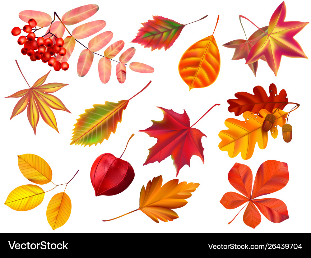 Color autumn leaves fallen colored dry Color autumn leaves fallen colored dry vector image