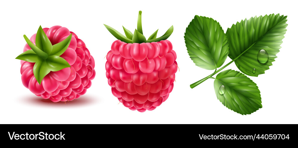 Realistic raspberry set Realistic raspberry set vector image