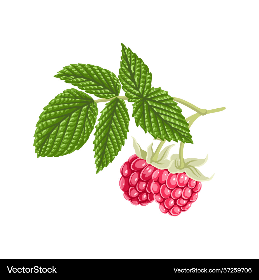 Drawing tree branch raspberry vector image