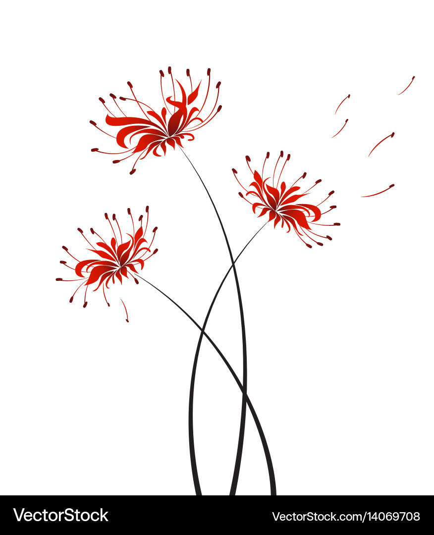Flower higanbana Royalty Free Vector Image - VectorStock