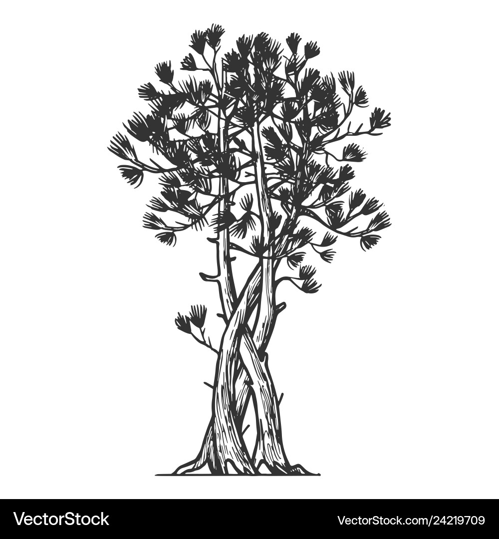 Pine Tree Scratch Board Sketch vector image