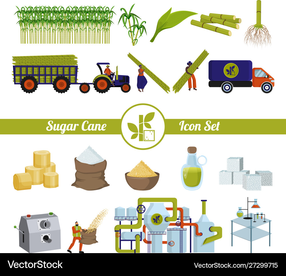 Sugar Cane Production & Processing Royalty Free Vector