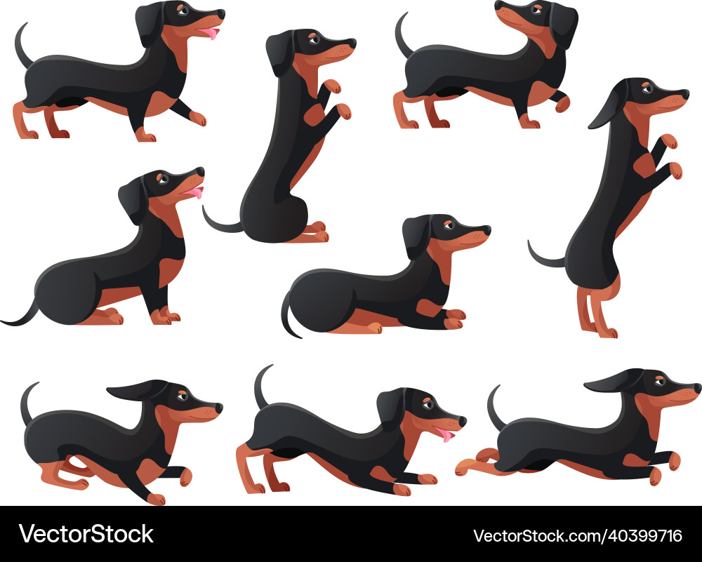 Daushund poses cartoon dachsand dogs characters vector image