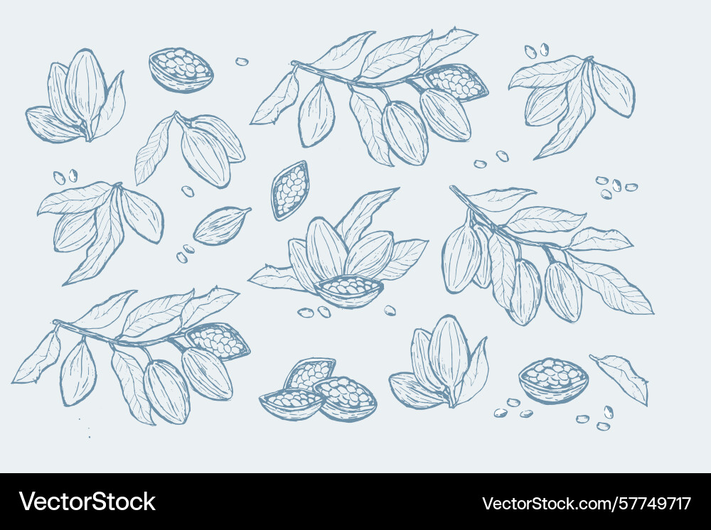 Cocoa bean sketch collection for botanical design Cocoa bean sketch collection for botanical design vector image