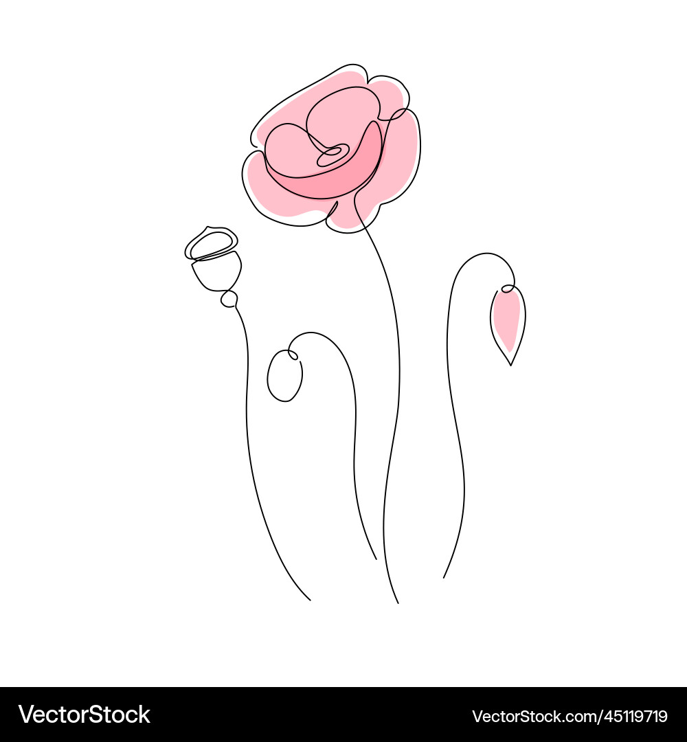 Simple poppy flower art one continuous line vector image