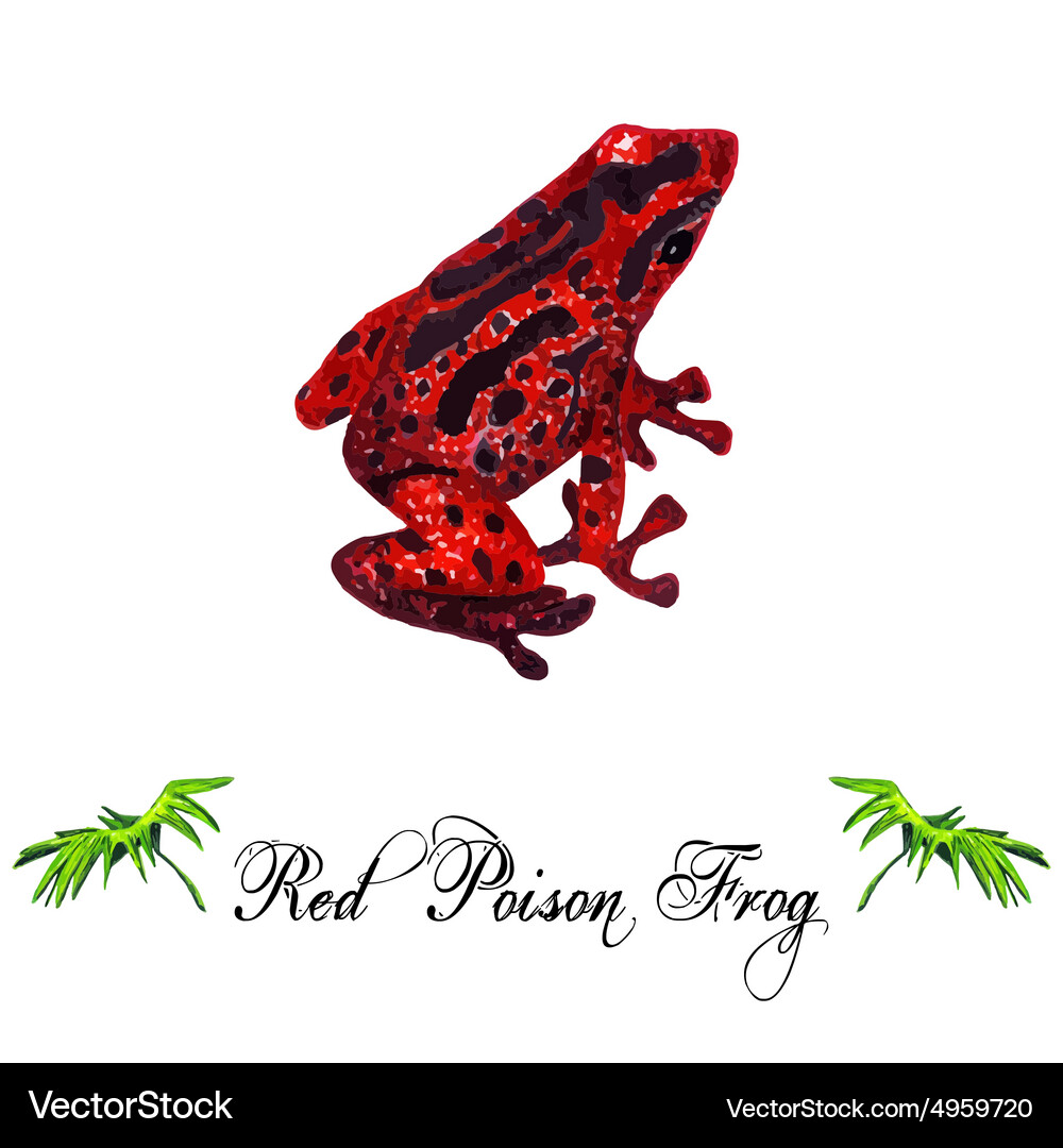 Red frog Vector Image