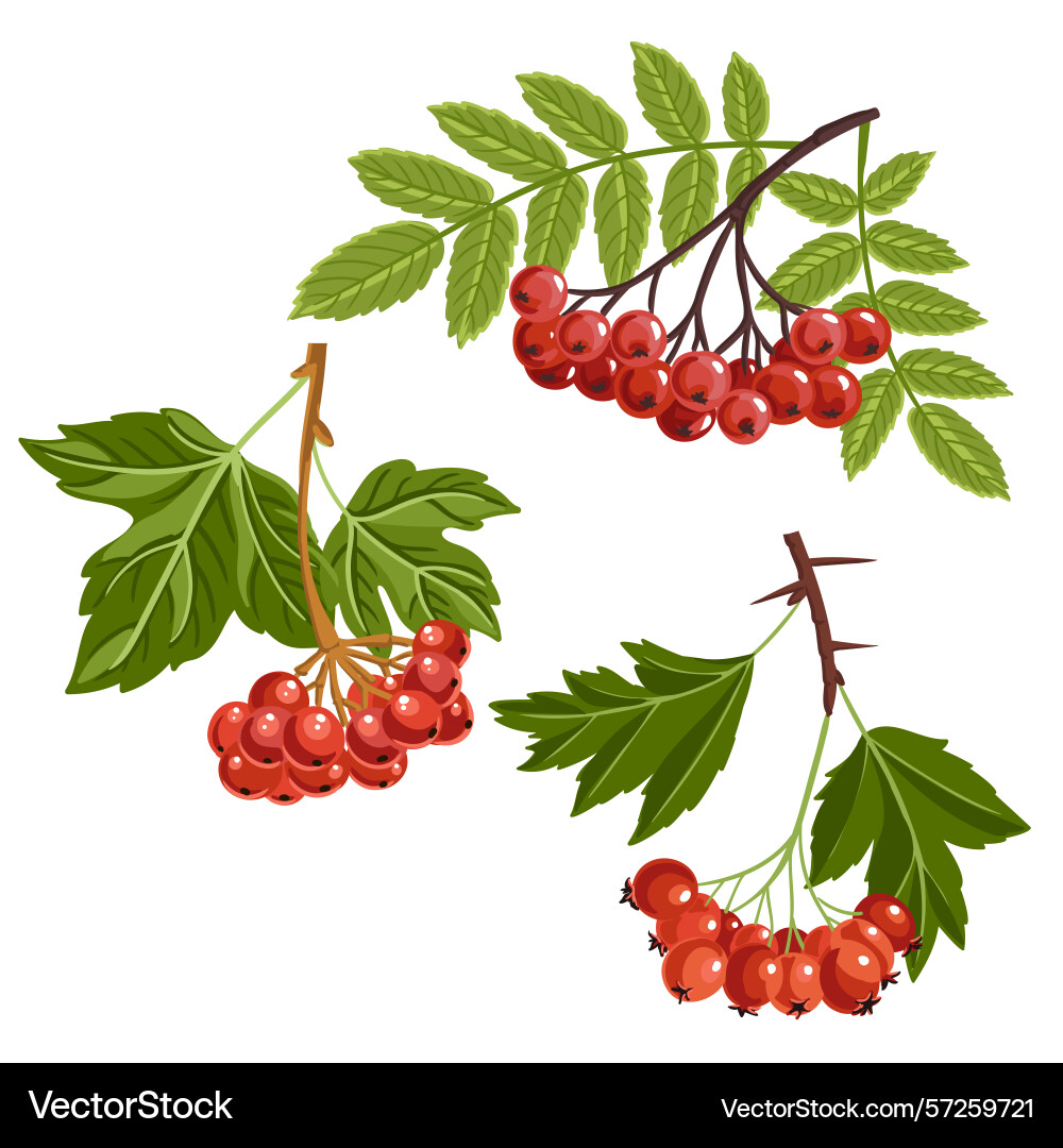 Drawing tree branch rowan Drawing tree branch rowan vector image