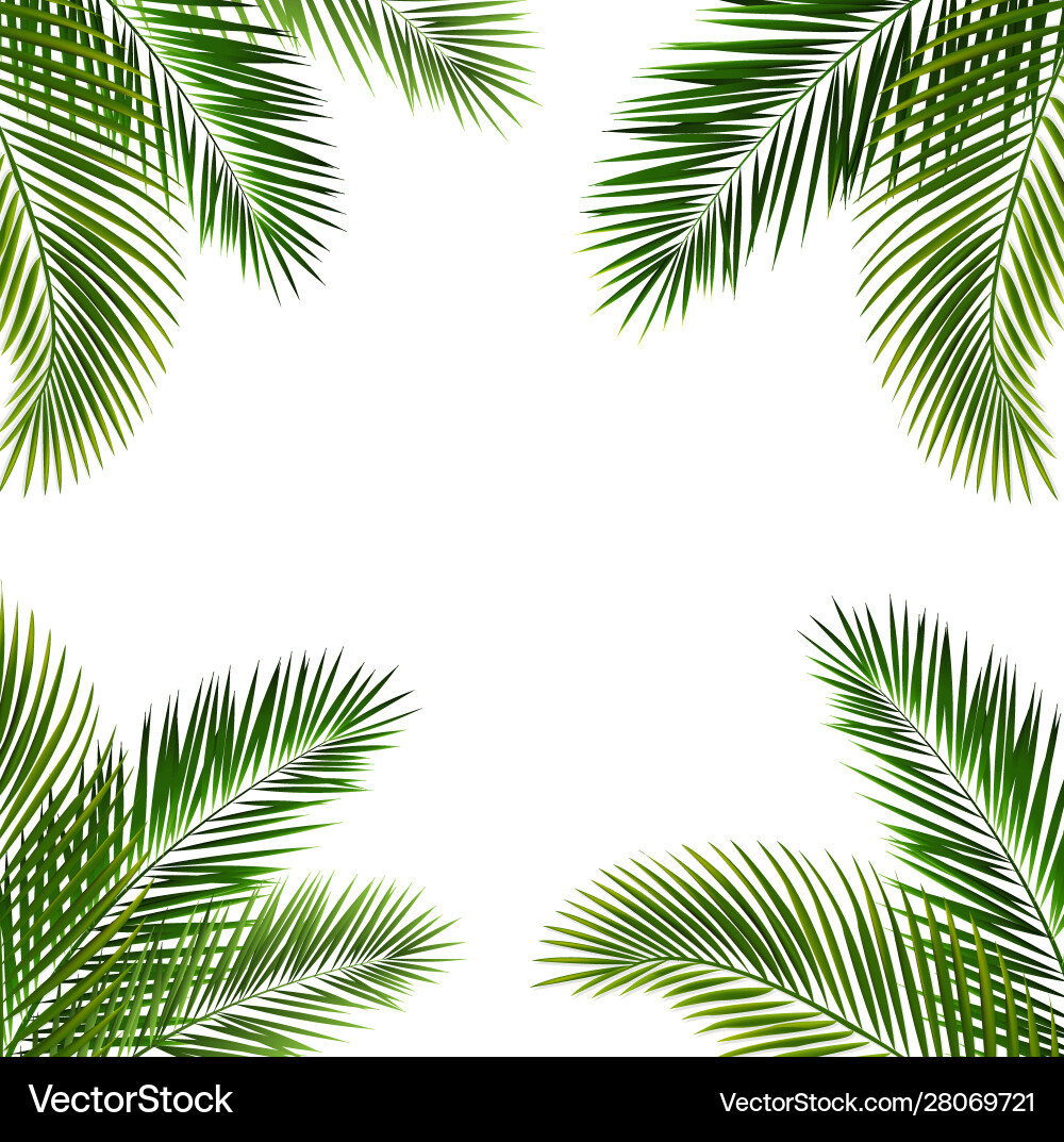 Frame with palm leaf isolated white background Vector Image