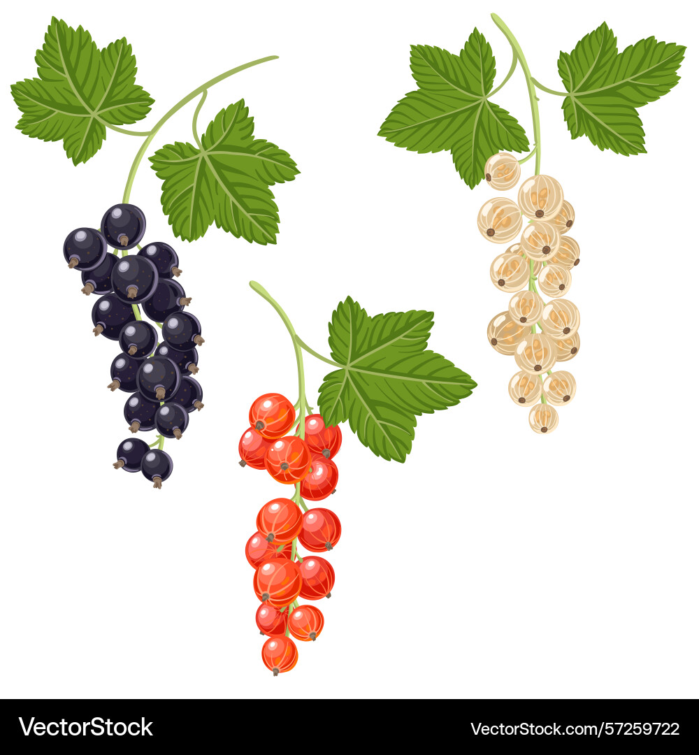 Drawing tree branch red currant Drawing tree branch red currant vector image