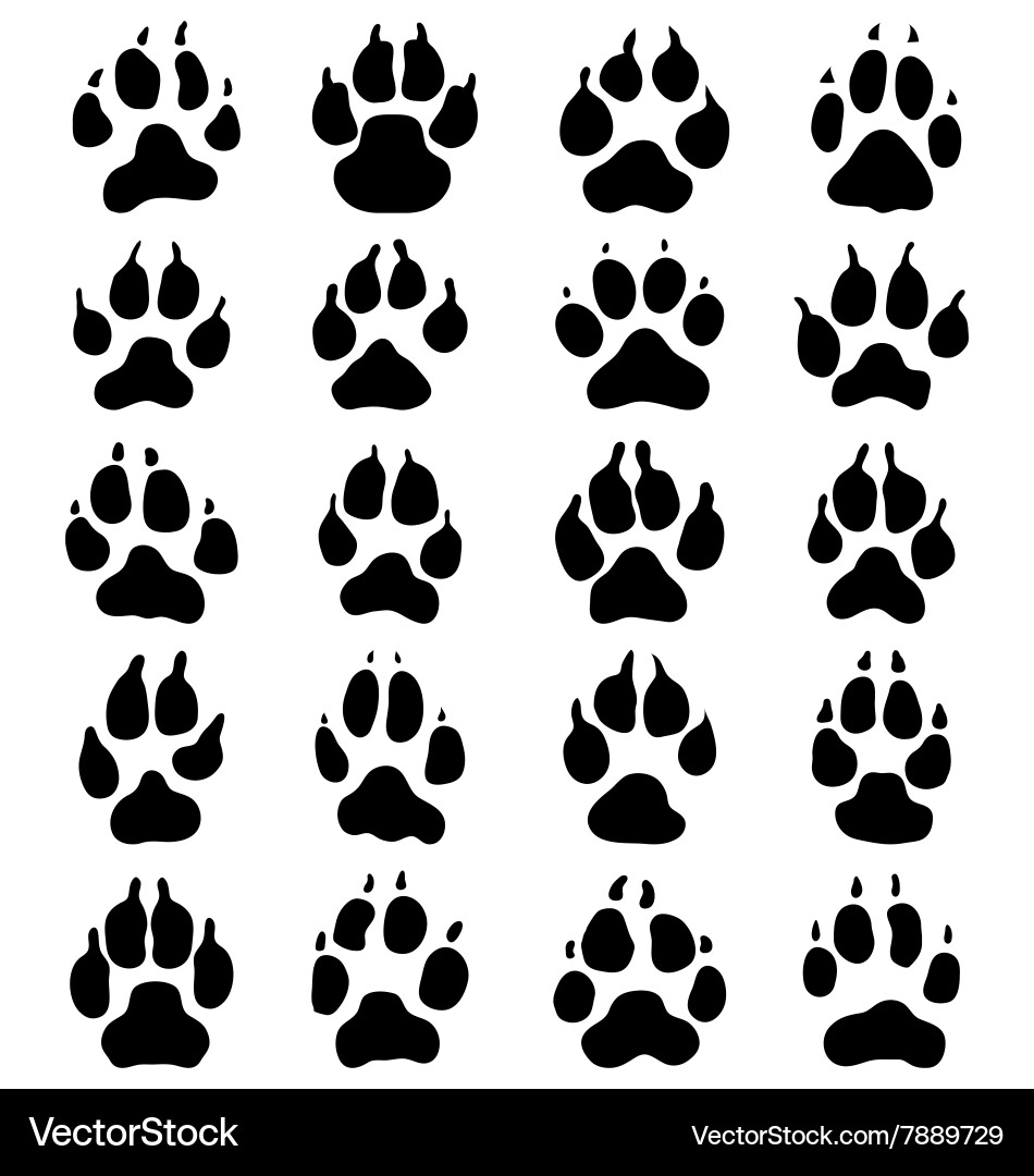 Dog Paw Prints vector image