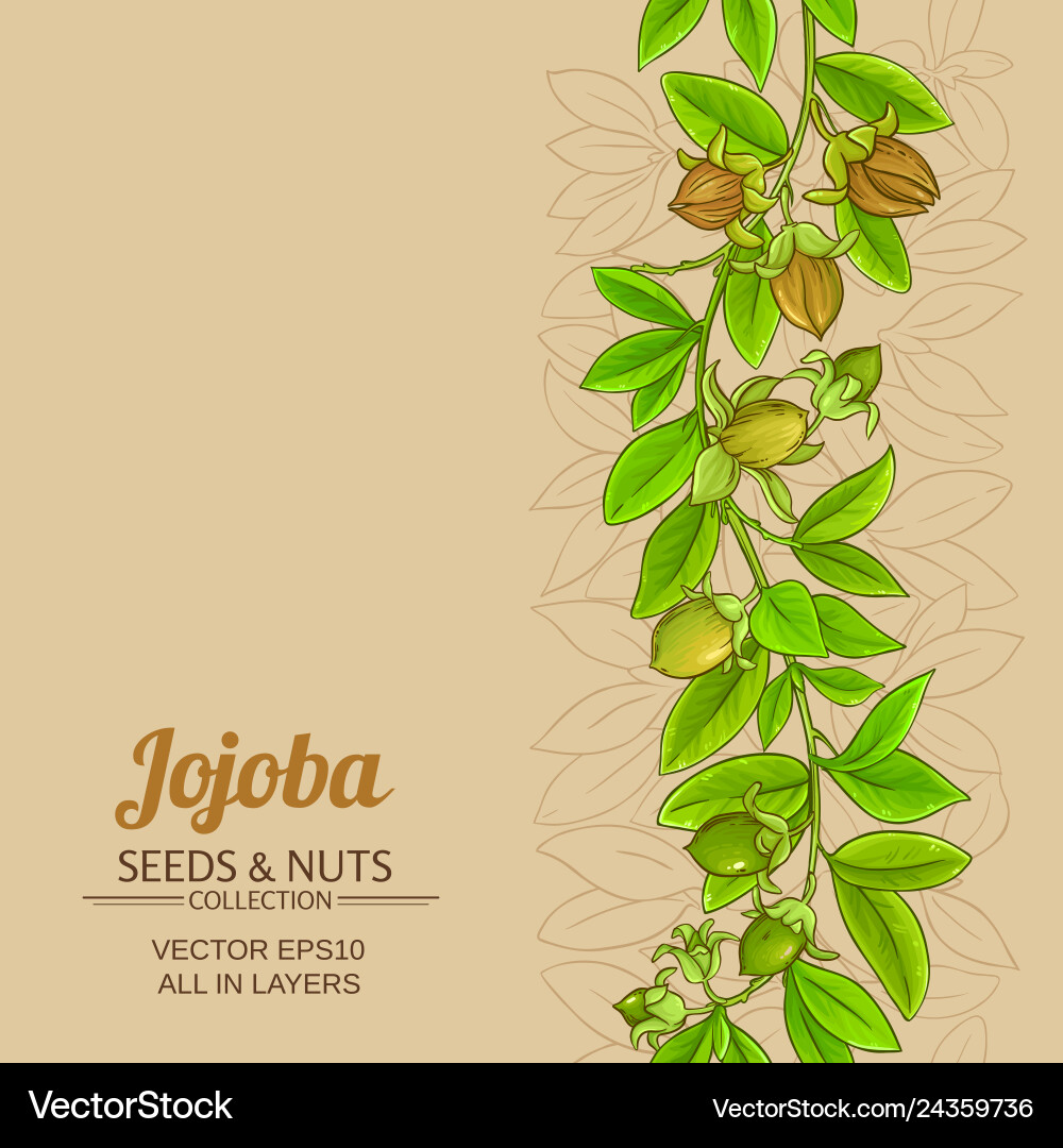 Jojoba branches pattern on color background Jojoba branches pattern on color background vector image