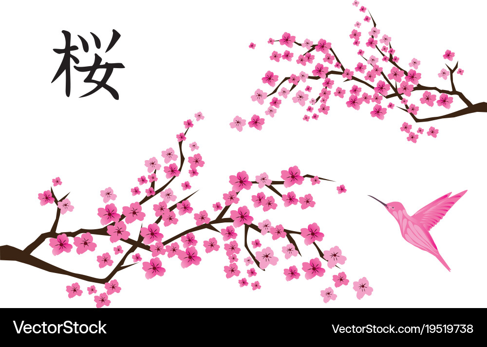 Pink Cherry Blossom with Hummingbird vector image