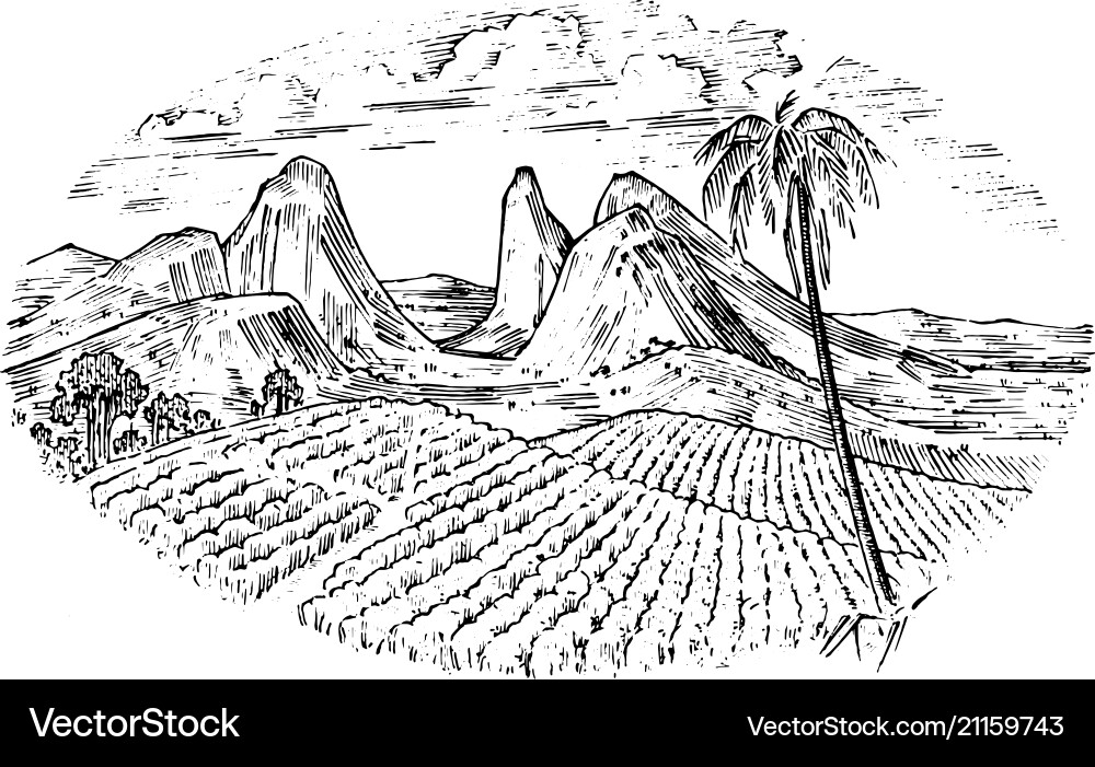 Coffee field cocoa plantation vintage landscape vector image