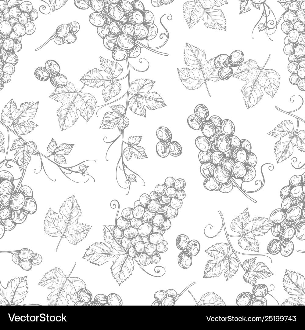 Sketch grapes seamless pattern texture Sketch grapes seamless pattern texture vector image