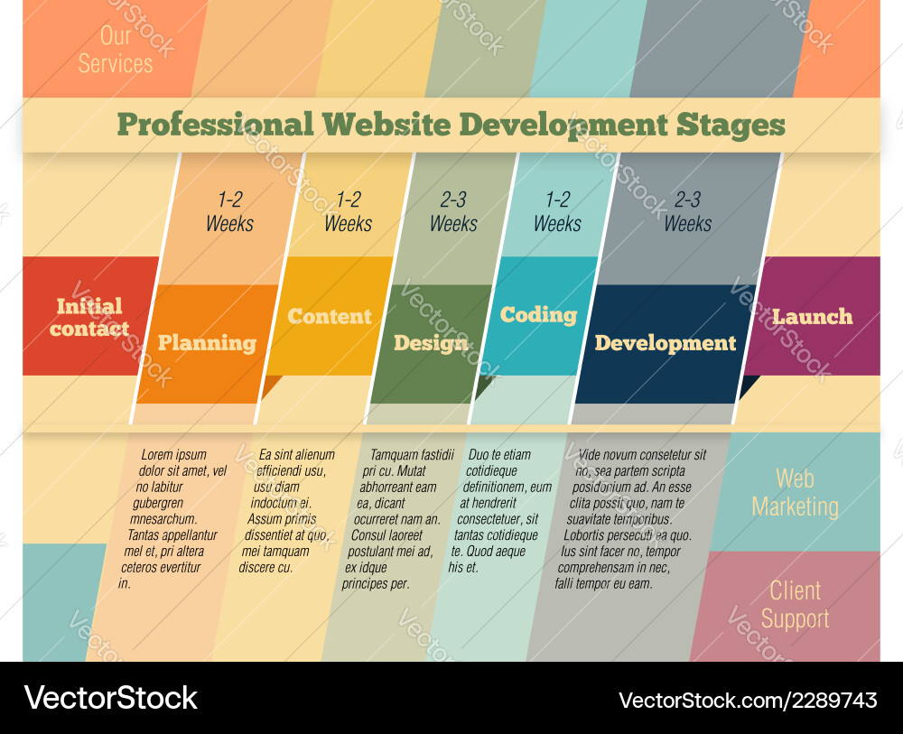 Stages in web design and development vector image