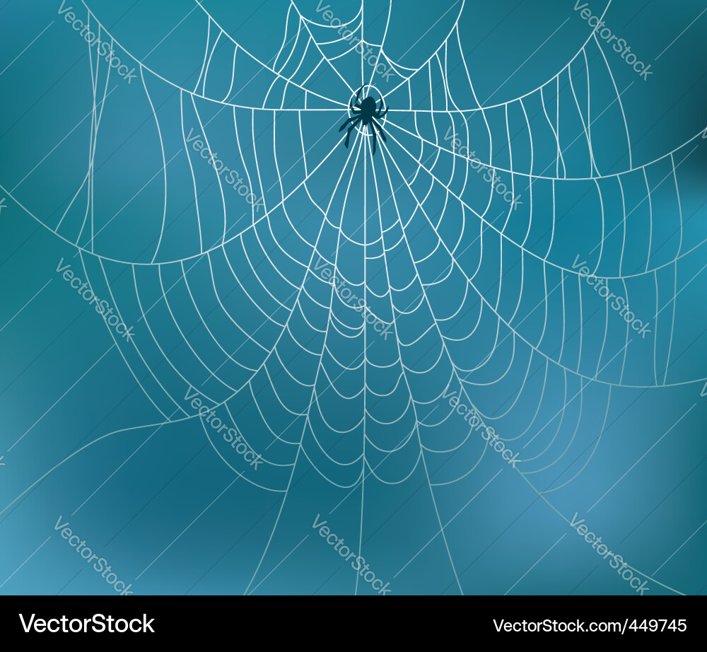 Spider and web vector image