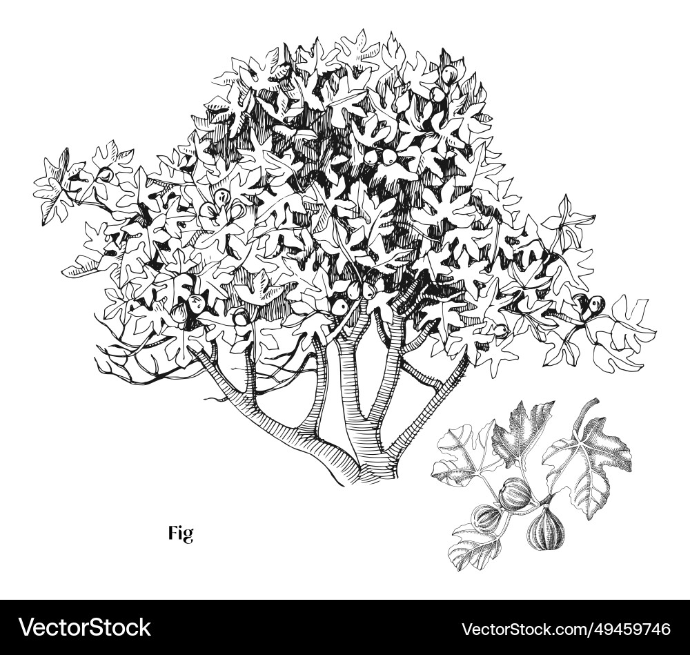 Fig tree and branch Vector Image