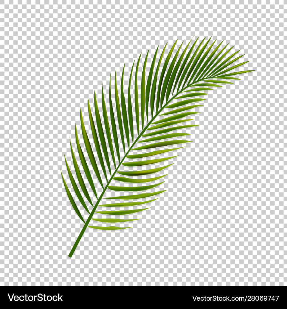 Palm leaf isolated transparent background Vector Image
