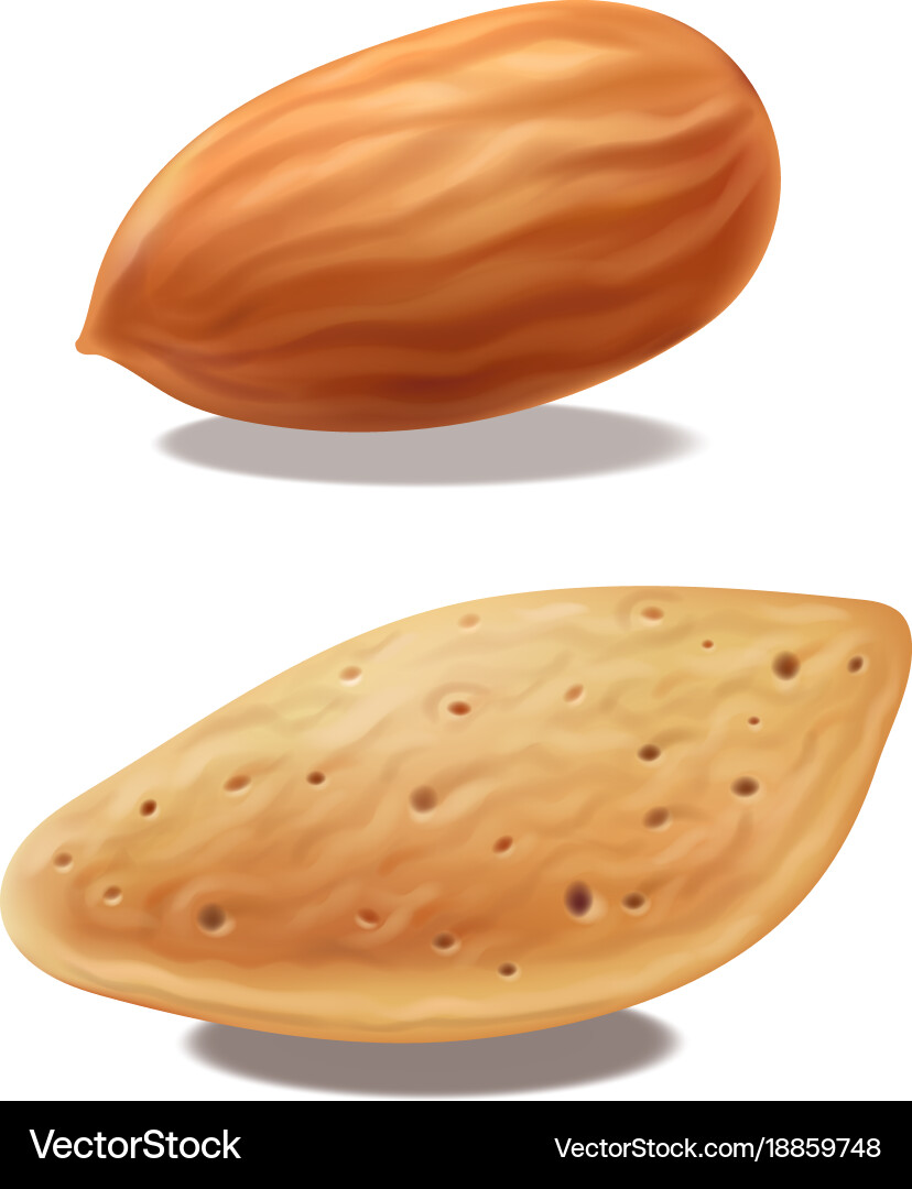 Almonds nuts with shell isolated realistic vector image