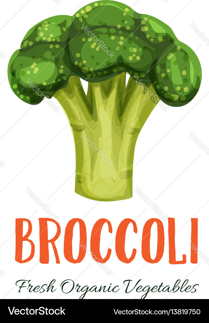 Broccoli vegetable Royalty Free Vector Image - VectorStock