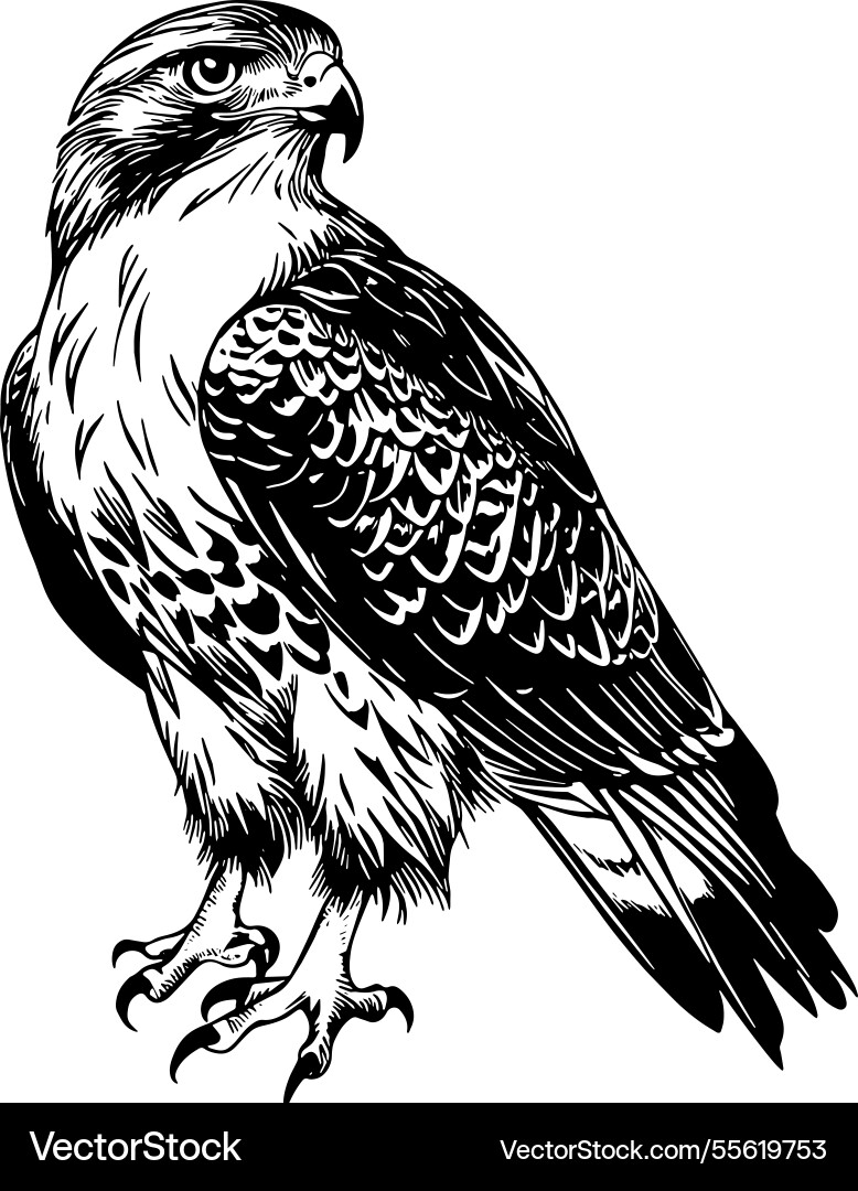 Red tailed hawk Royalty Free Vector Image - VectorStock