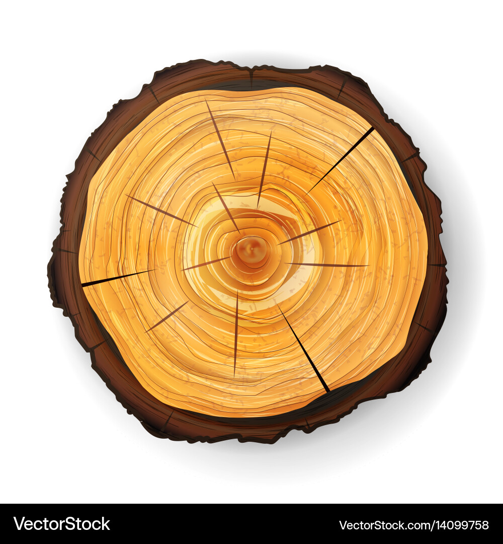 Cross section tree wooden stump round cut vector image