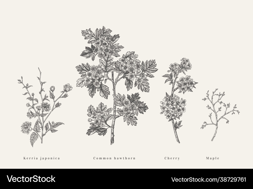 Flowering Branch Set - Botanical Art Vector Image