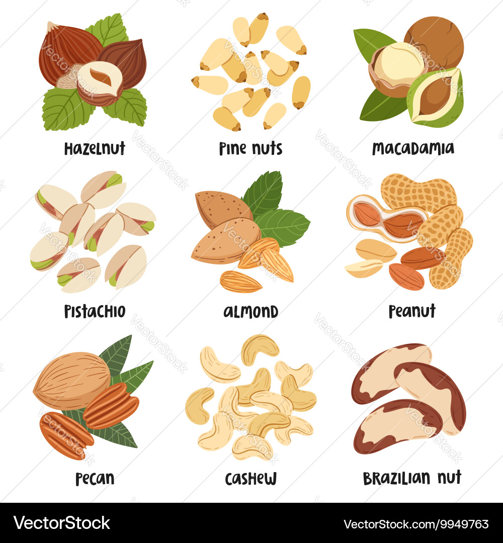 Assorted Nuts Collection vector image